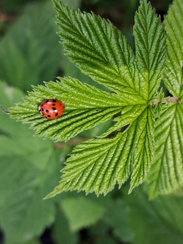 Asiatischer Marienkäfer