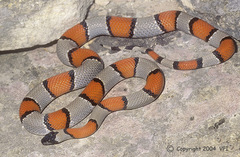 Lampropeltis alterna