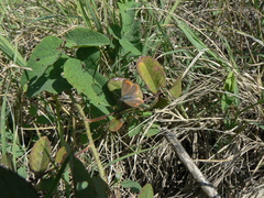 Aricia agestis