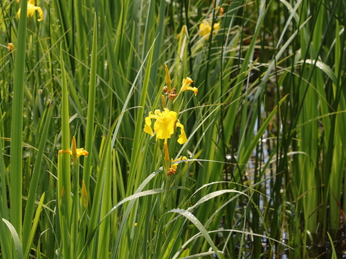 Yellow Iris