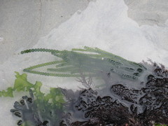 Chaetomorpha coliformis