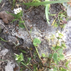 Cochlearia officinalis