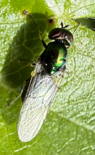Black-horned Gem Fly