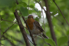 Erithacus rubecula