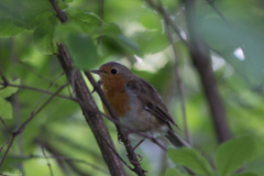 Erithacus rubecula