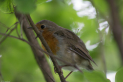 Erithacus rubecula