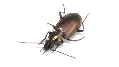 Agonum muelleri