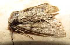 Hyppa rectilinea