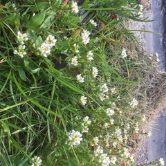Cochlearia officinalis