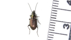 Agonum muelleri