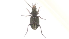 Agonum muelleri