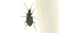 Agonum muelleri