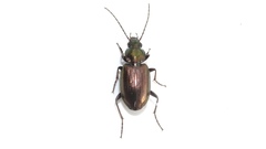 Agonum muelleri