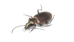 Agonum muelleri