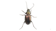 Agonum muelleri
