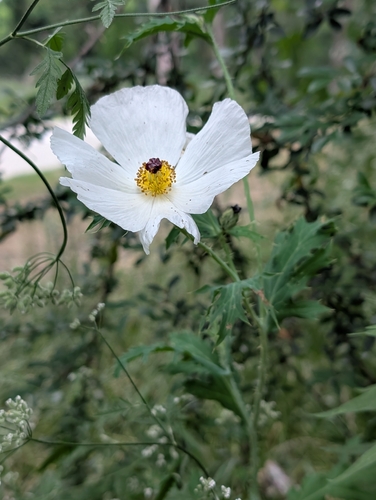 Featured image for “prickly poppies”