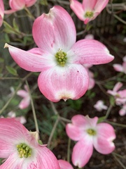 Cornus florida rubra