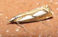 Catoptria permutatellus