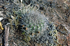 Lobivia hertrichiana
