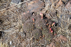 Lobivia hertrichiana