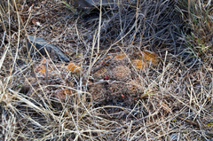 Lobivia hertrichiana