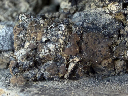 Scaly Stippled Lichen