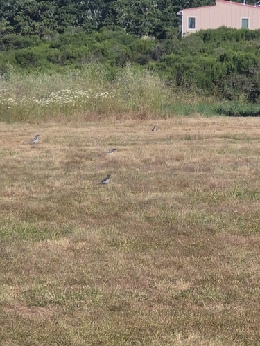 iNaturalist observation photo of California Scrub-Jay