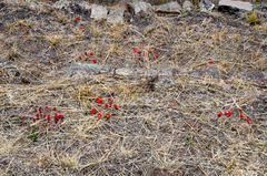 Lobivia hertrichiana