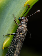 Myrmeleon obscurus