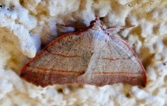 Drepanulatrix bifilata