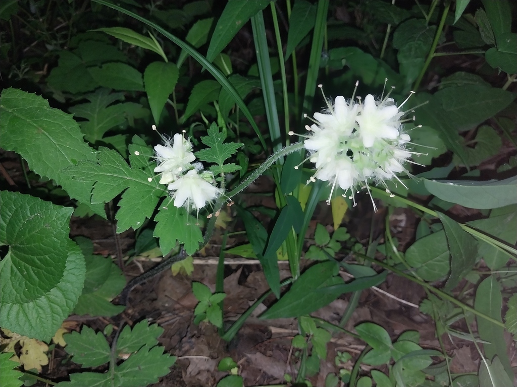 Hydrophyllum macrophyllum; photograph (c) Lindsey G., some rights reserved (CC BY)