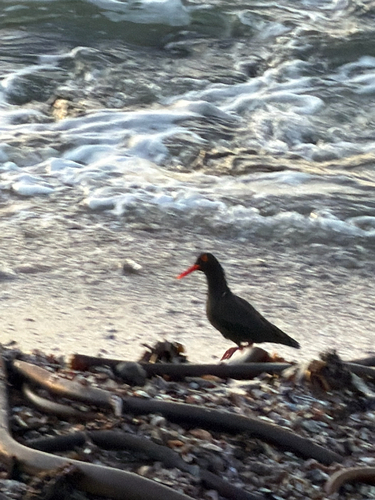 iNaturalist image