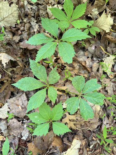 Virginia creeper