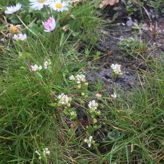 Cochlearia danica