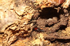 Sepedophilus marshami
