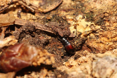 Sepedophilus marshami