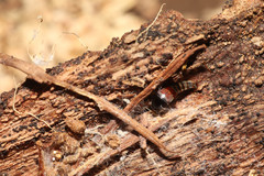 Sepedophilus marshami