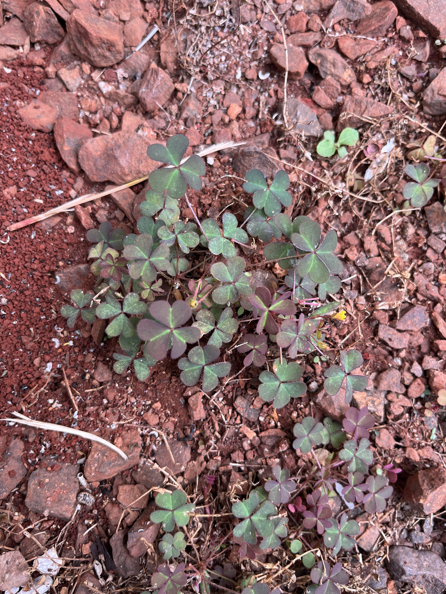Oxalis corniculata