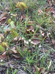 Cochlearia danica