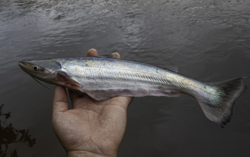 Hypophthalmus oremaculatus