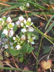 Cochlearia danica