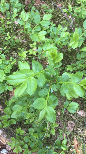 common bilberry
