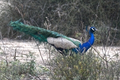 Pavo cristatus