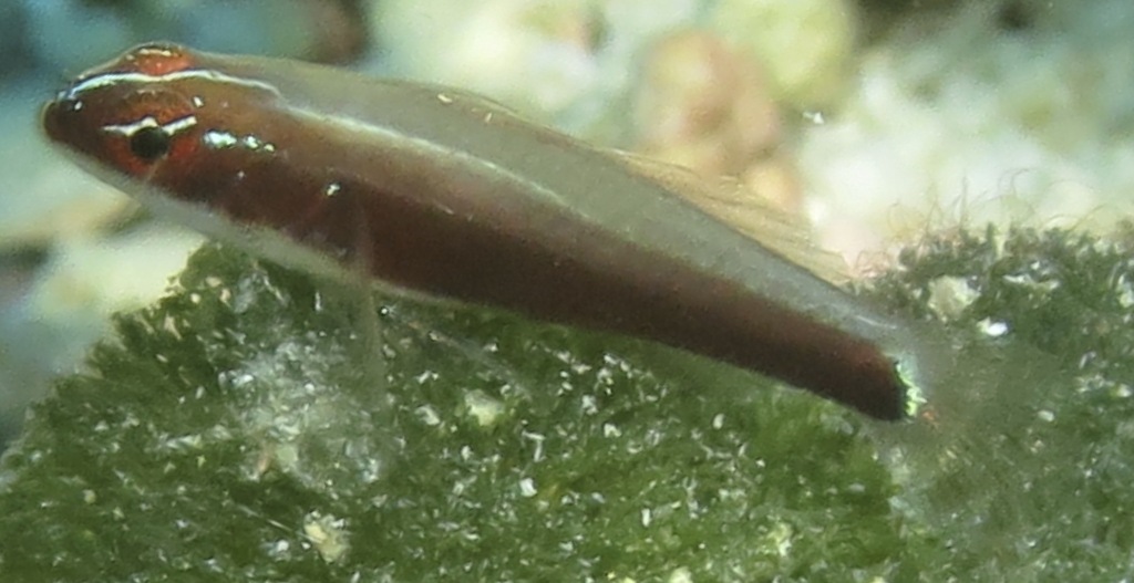 Creamback Dwarfgoby
