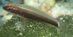 Creamback Dwarfgoby photo 1