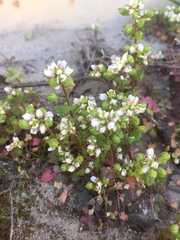 Cochlearia danica