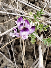 Astragalus rattanii jepsonianus