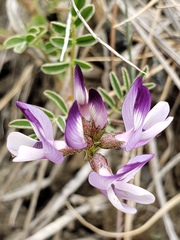 Astragalus rattanii jepsonianus