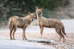 Canis aureus indicus