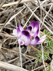 Astragalus rattanii jepsonianus